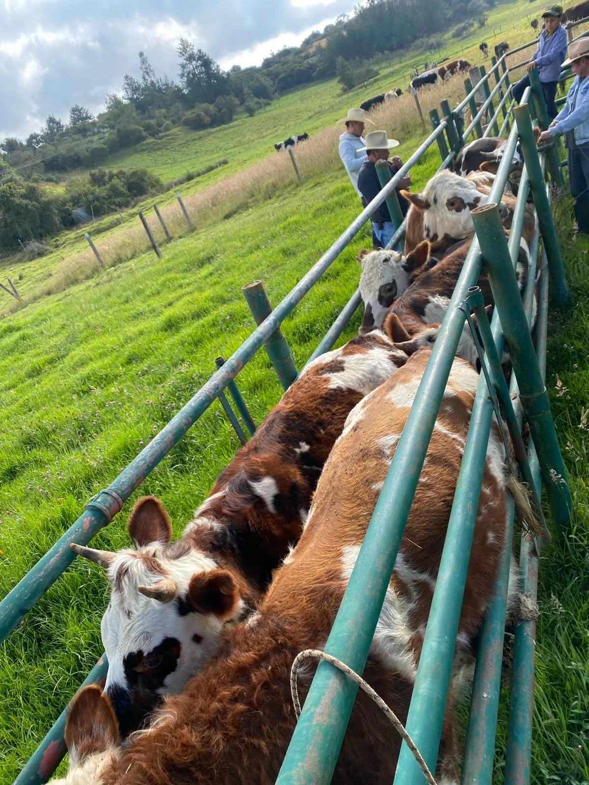 La fila de la herencia
