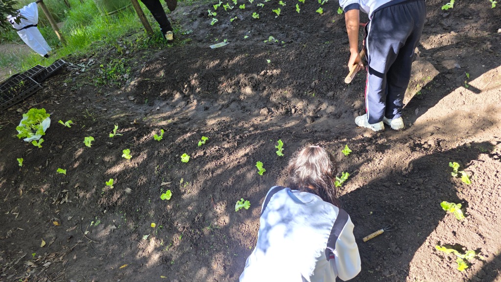 Estudiantes sembrando plántulas de lechuga en la huerta escolar